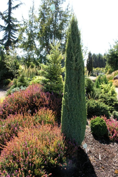 Ялівець  колоновидний Копресса в ландшафті